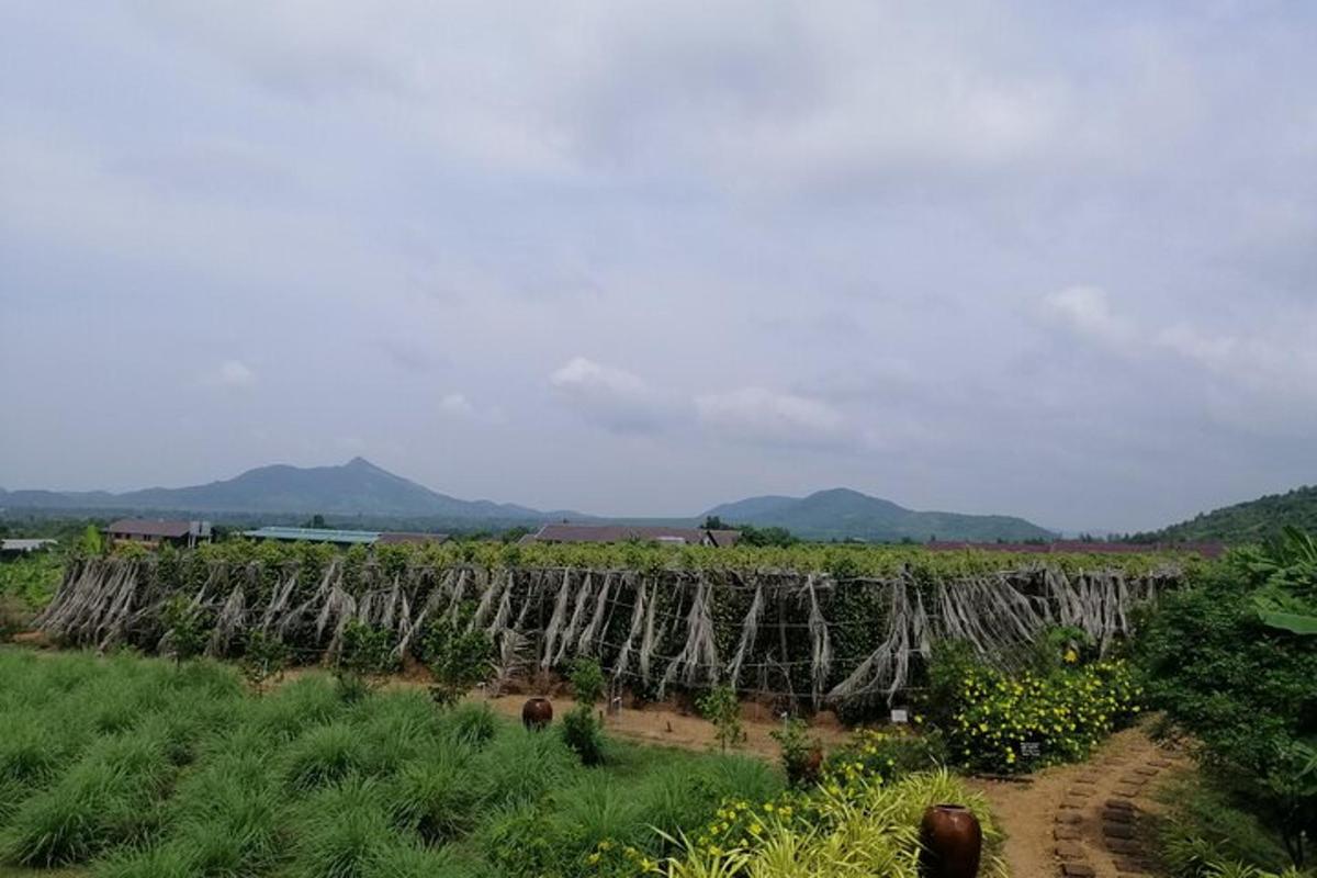 a vineyard with a bunch of vines on a field
