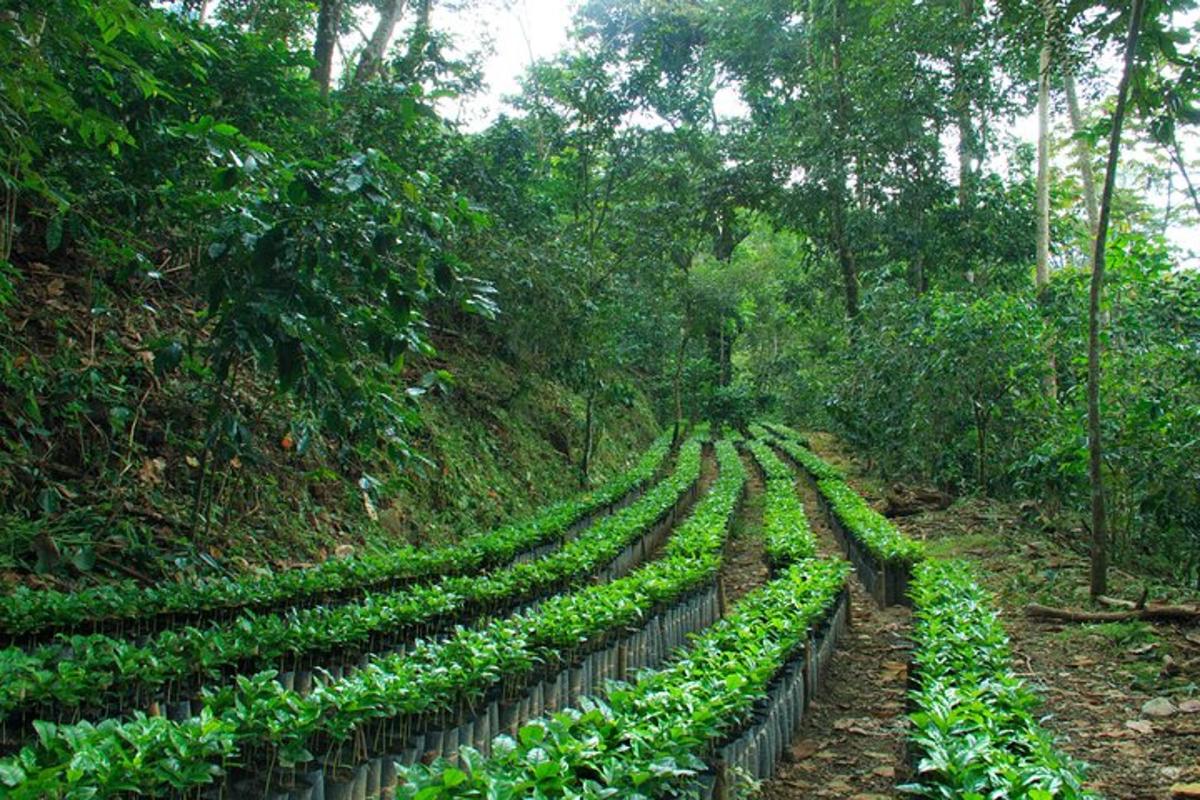 ladang tanaman di tengah hutan