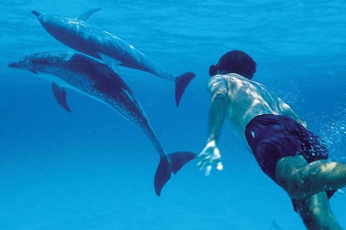 ein Mann, der mit zwei Delfinen im Meer schwimmt