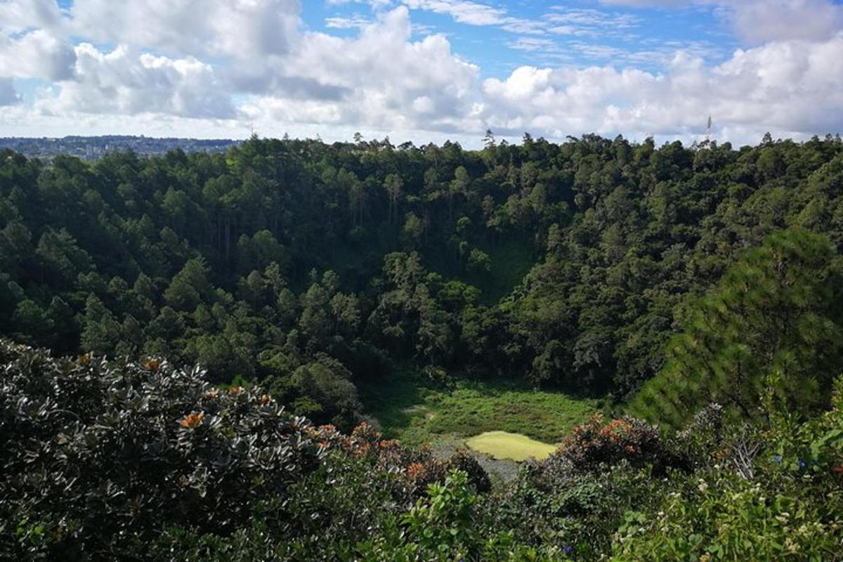 una vista aerea di una foresta di alberi
