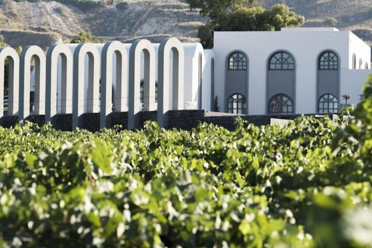 ein Weinberg mit einem weißen Gebäude im Hintergrund