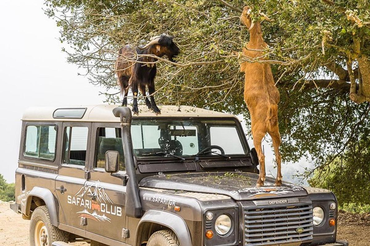 een kameel die op het dak van een jeep staat met een hond