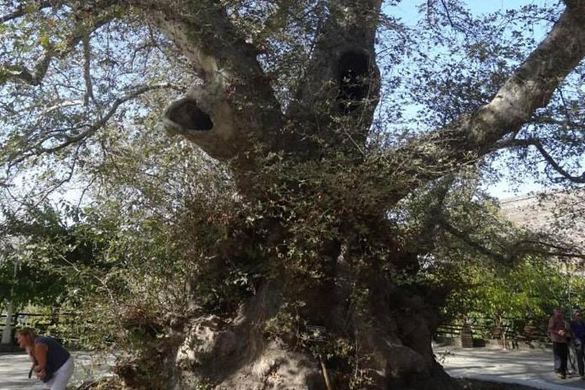 a large tree in a park with people standing around it