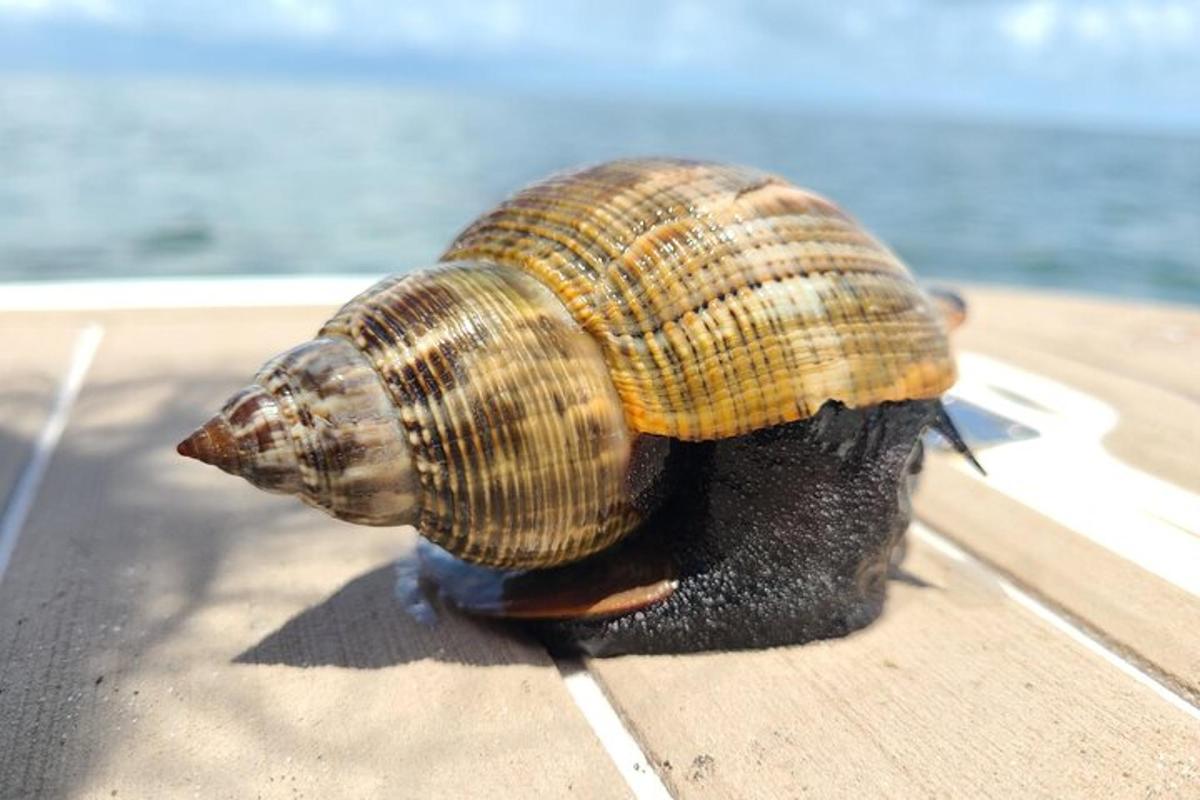 een slak zit op de zijkant van een boot