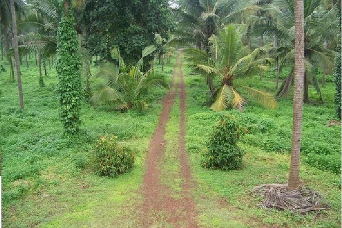 a dirt road in a field with palm trees