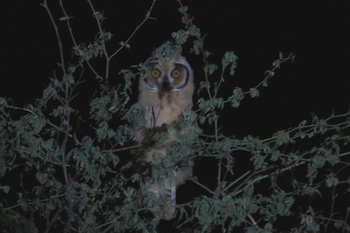 an owl is sitting in a tree at night