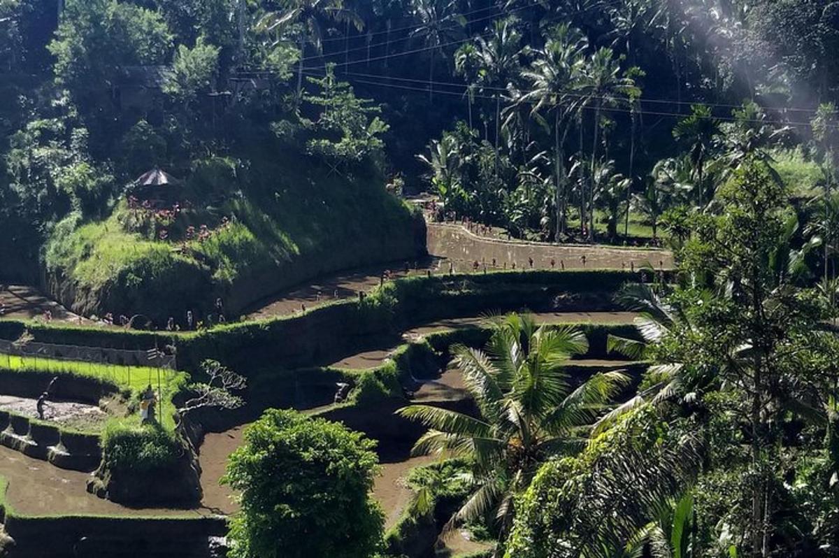 pemandangan udara taman dengan pohon palem