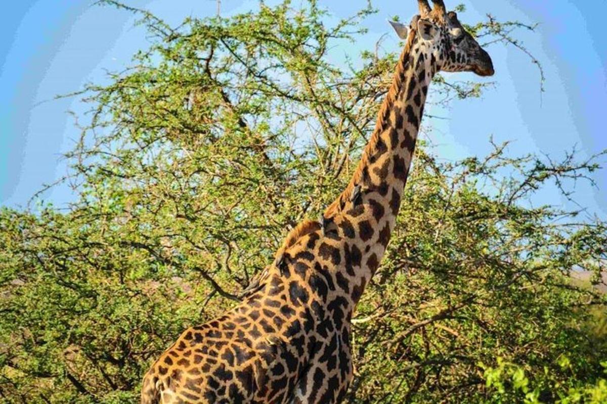 una giraffa in piedi davanti a un albero