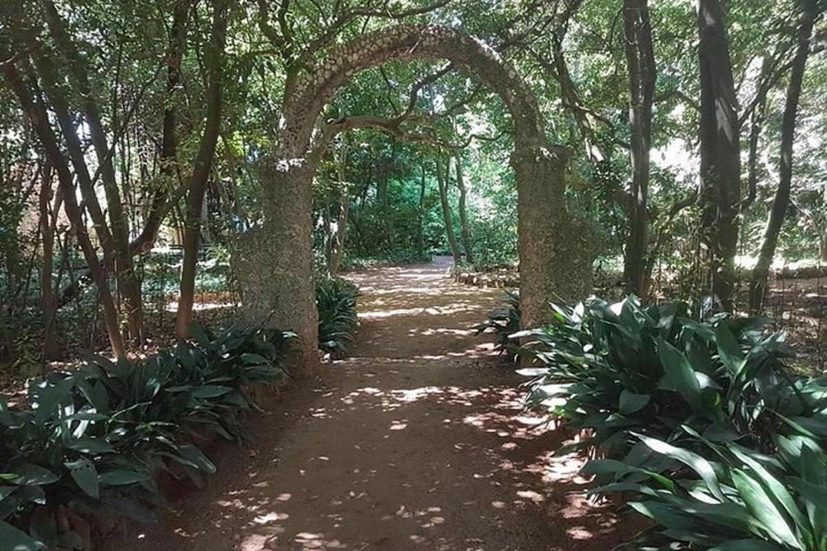 un camino a través de un bosque con árboles y plantas