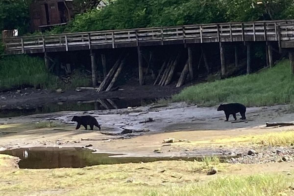 two black bears walking on the sand under a bridge