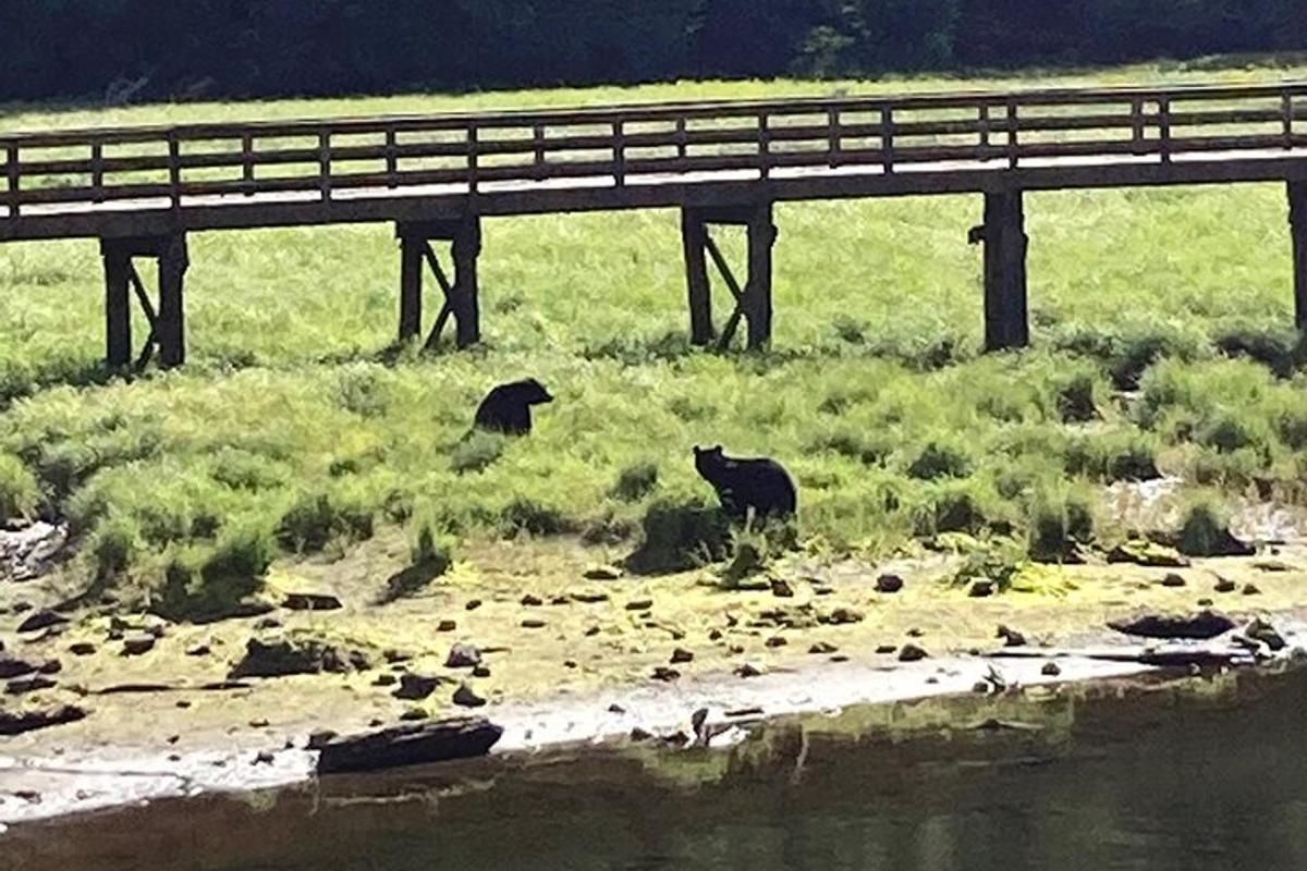 a black cat sitting in the grass under a bridge