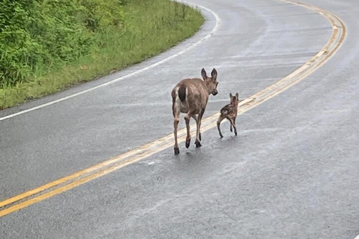 a antelope and a baby antelope crossing a road