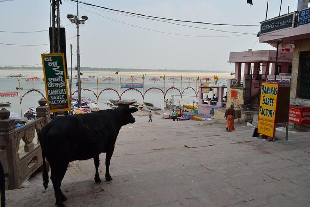 Una vaca parada en una calle cerca de la playa.