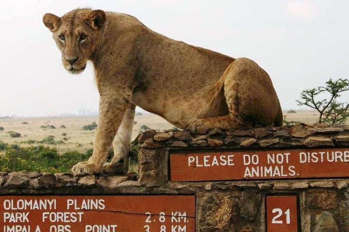 Un león parado encima de un cartel