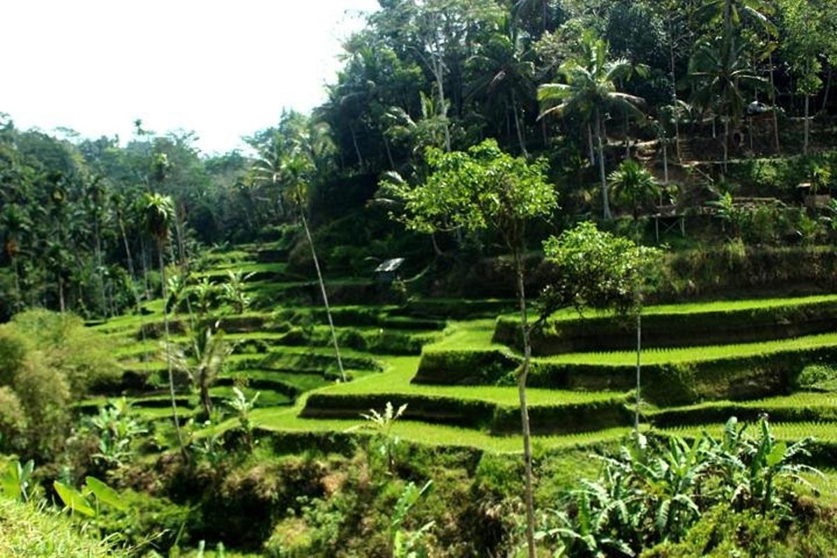 a terraced field in the middle of a forest