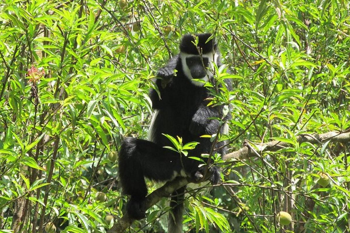a black monkey sitting on a tree branch