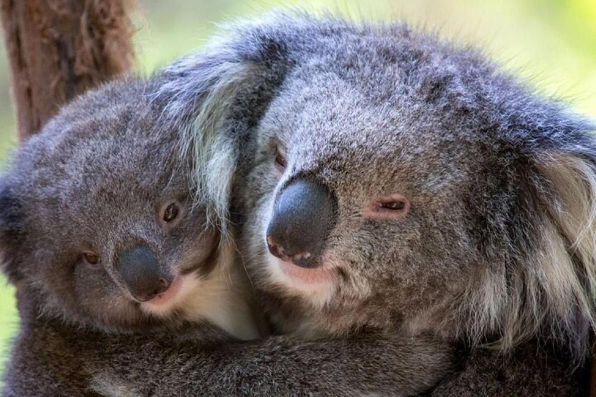 isang koala at ang kanyang sanggol na nakaupo sa isang puno