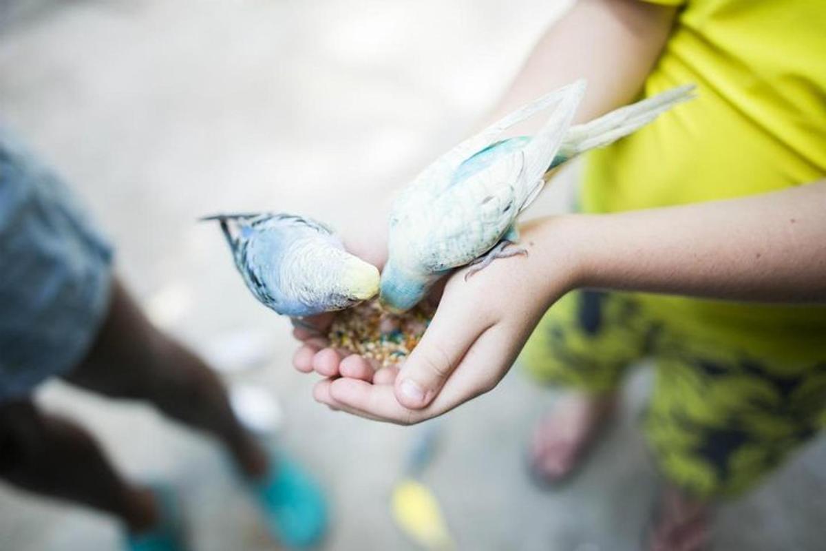 three birds perched on a persons hand eating food