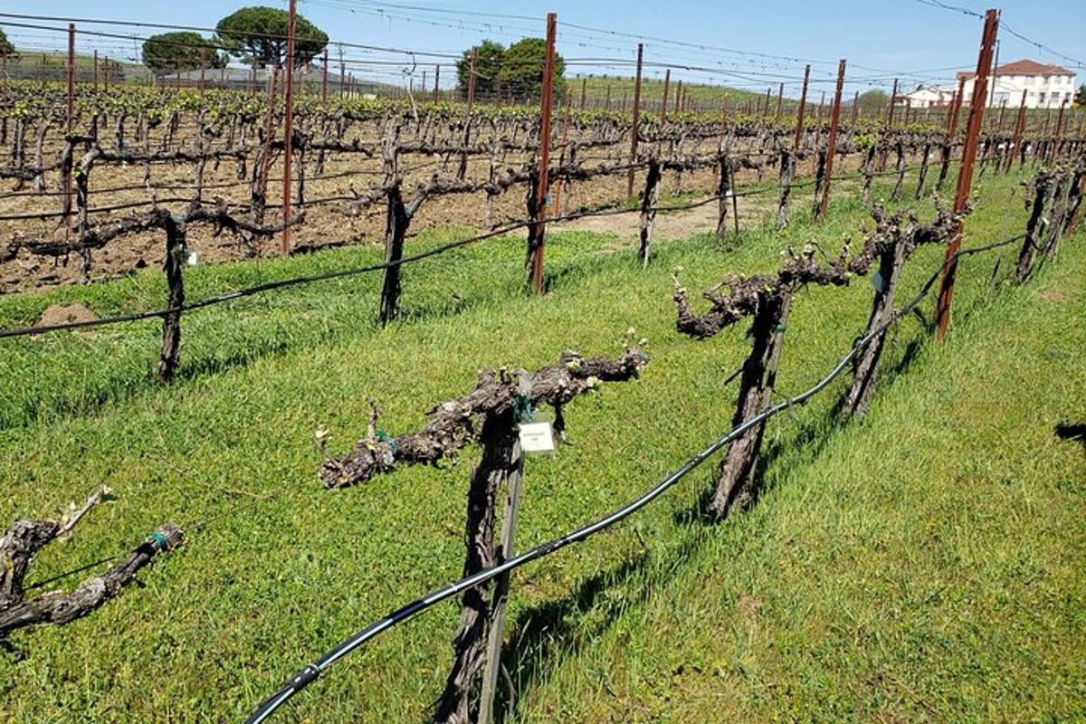 kebun anggur dengan pagar di ladang