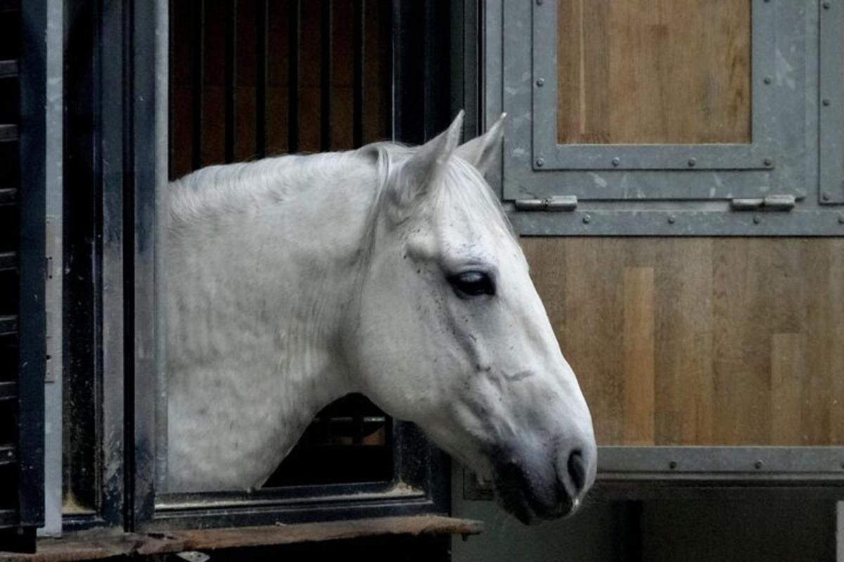 un cavallo bianco che sporge la testa da una stalla