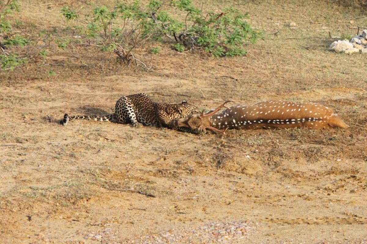 two cheetahs laying on the ground in the dirt