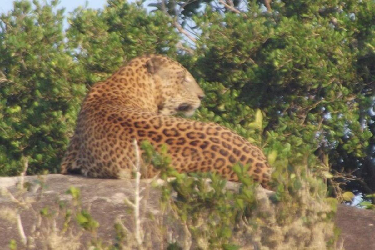 a cheetah sitting on top of a rock