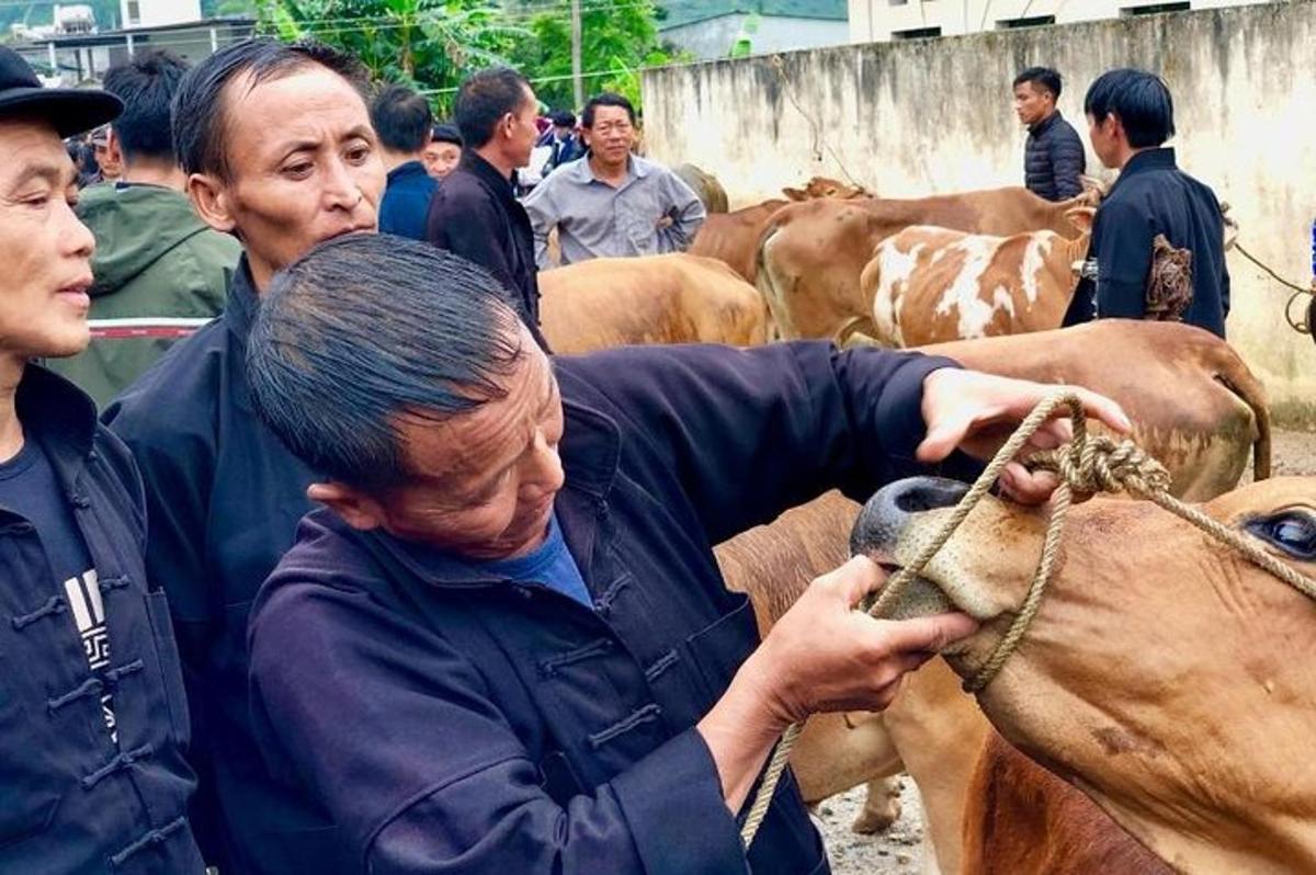 a group of people standing around a group of cows