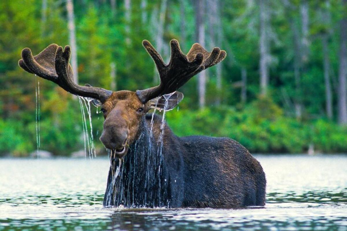 a moose with antlers standing in the water