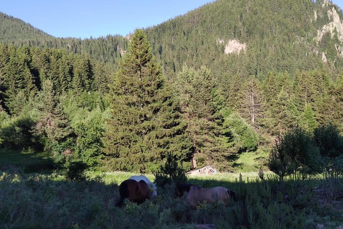 a group of horses grazing in a field with trees
