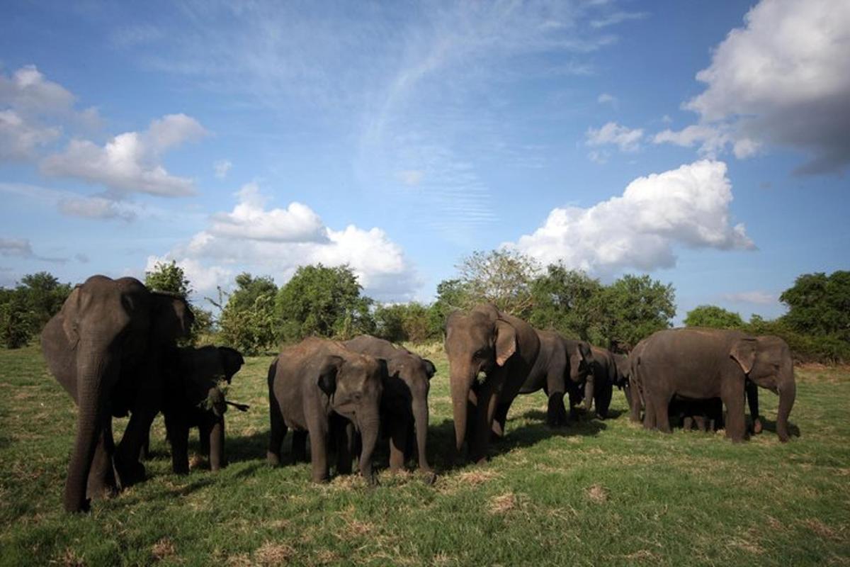 un ramat d'elefants dempeus en un camp