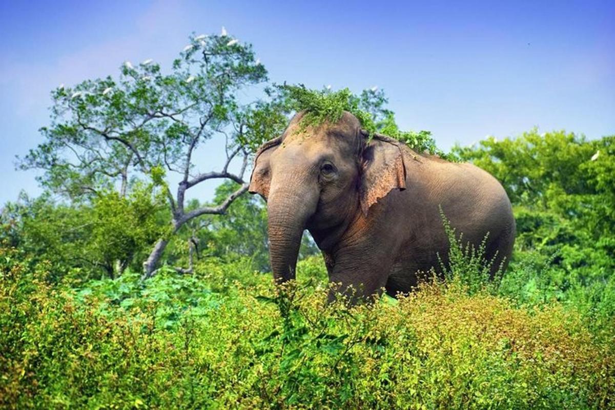 un elefant dempeus en un camp d'herba