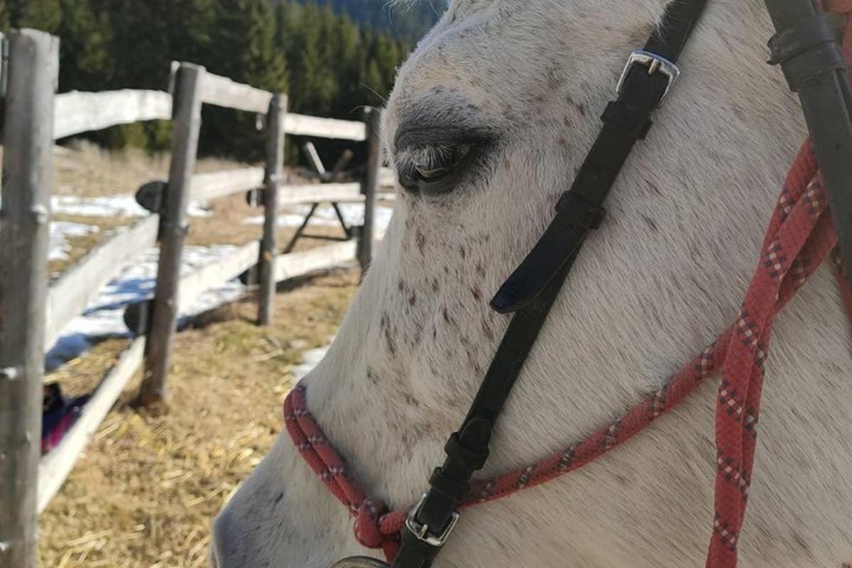a white horse with a red harness on its face