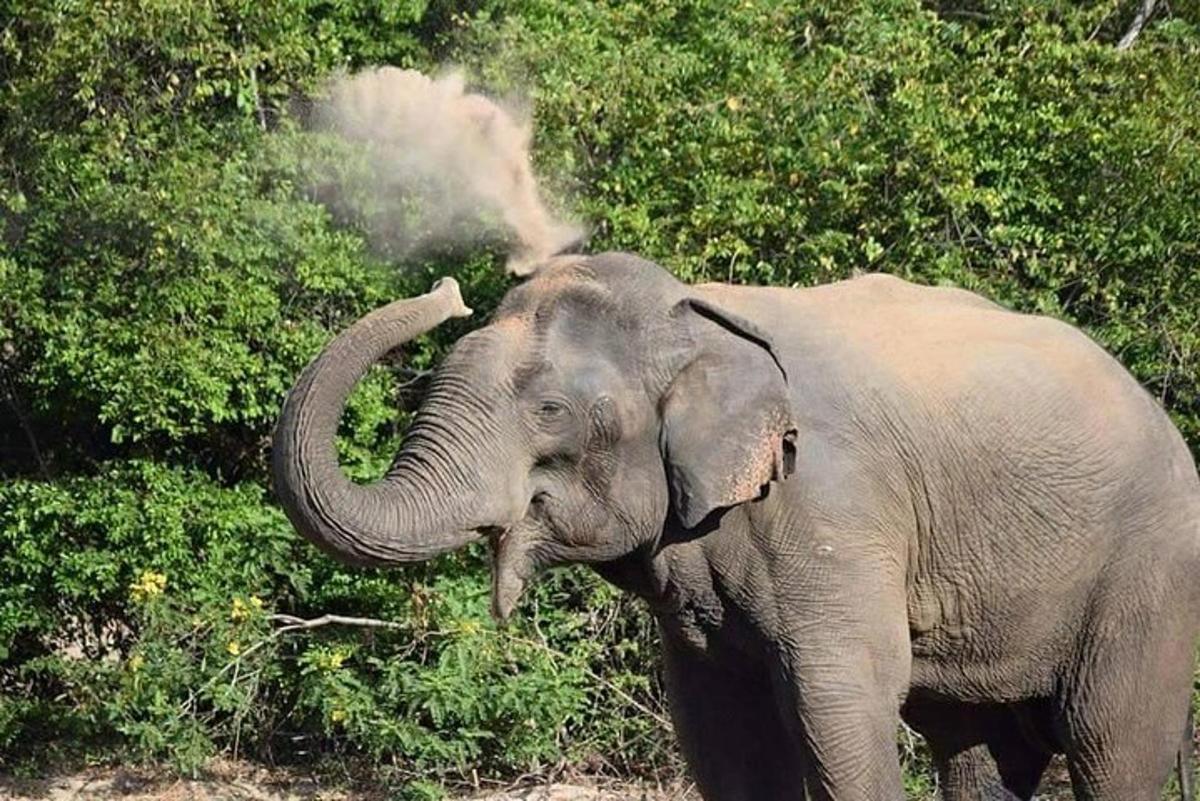un elefant s'està ruixant amb la trompa