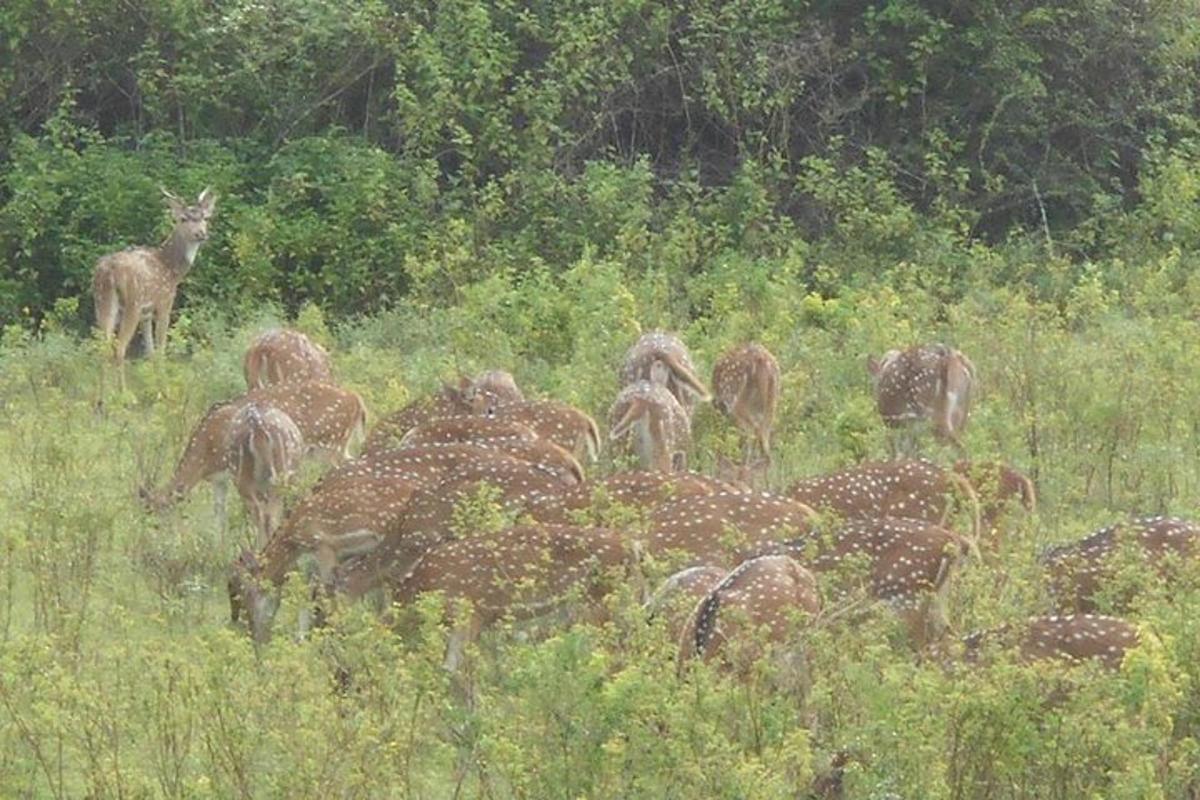 un ramat d'animals pasturant en un camp
