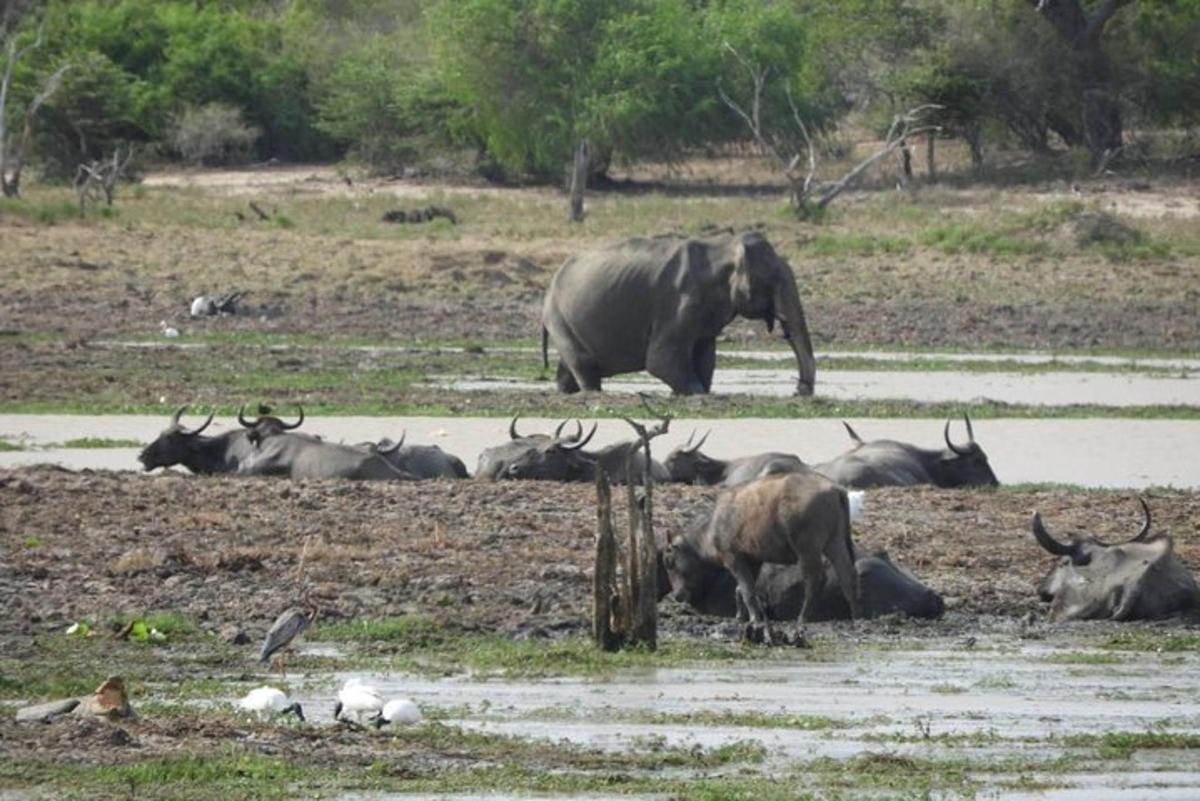 un elefant caminant per l'aigua amb un ramat d'animals