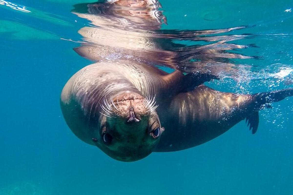 seekor beruang kutub berenang di dalam air