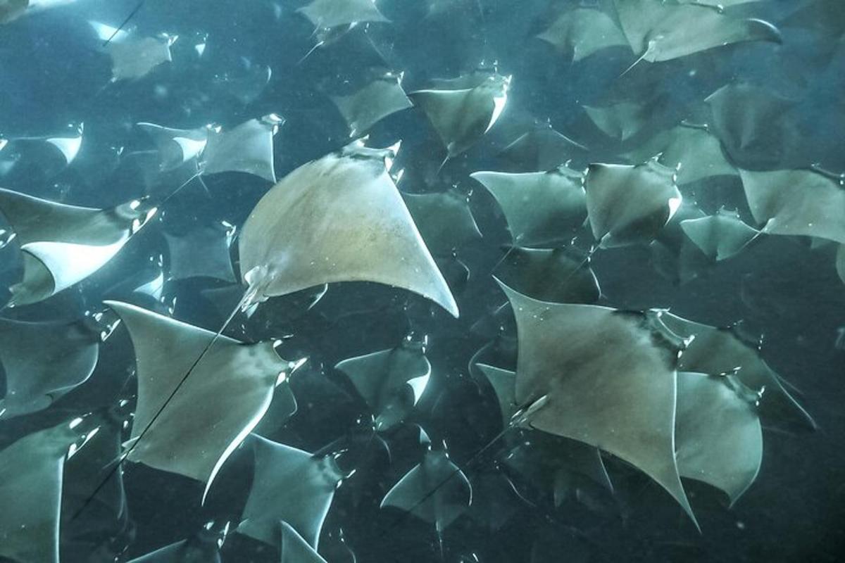 sekumpulan ikan pari putih berenang di dalam air