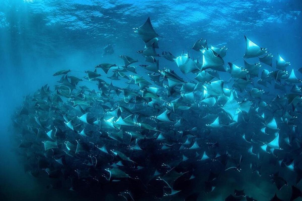 sekumpulan besar ikan berenang di lautan