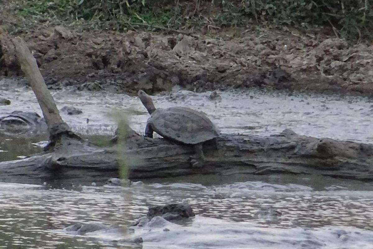 želva stojící na kládě ve vodě
