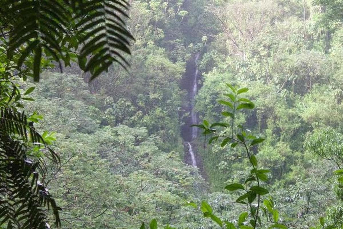 vodopád uprostřed bujného zeleného lesa