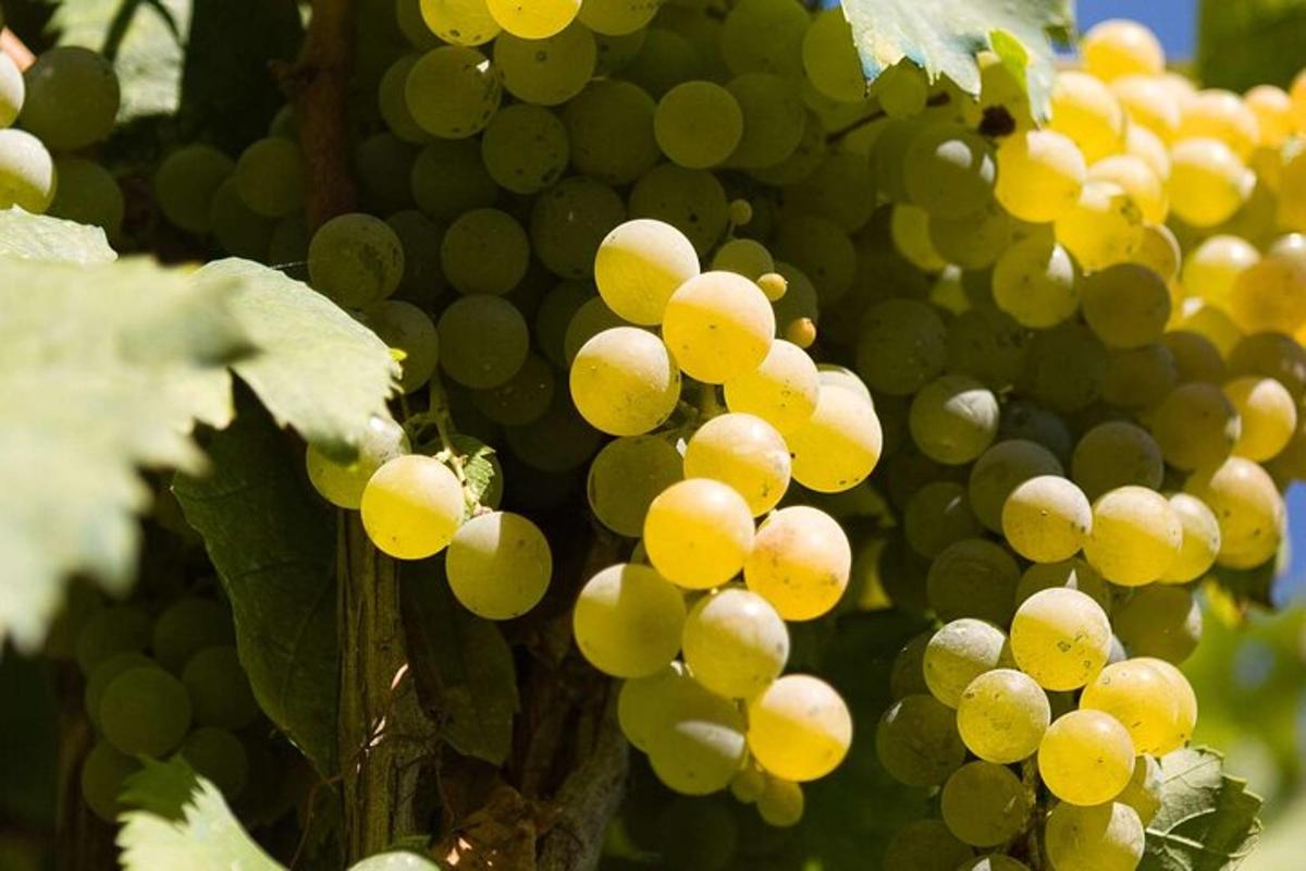 un grappolo d'uva verde su un albero