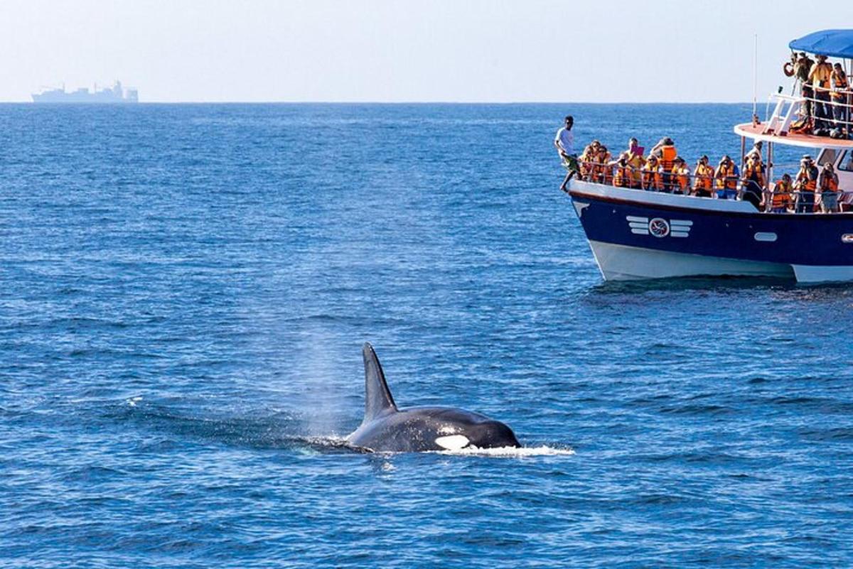 a dolphin swimming in the water next to a boat