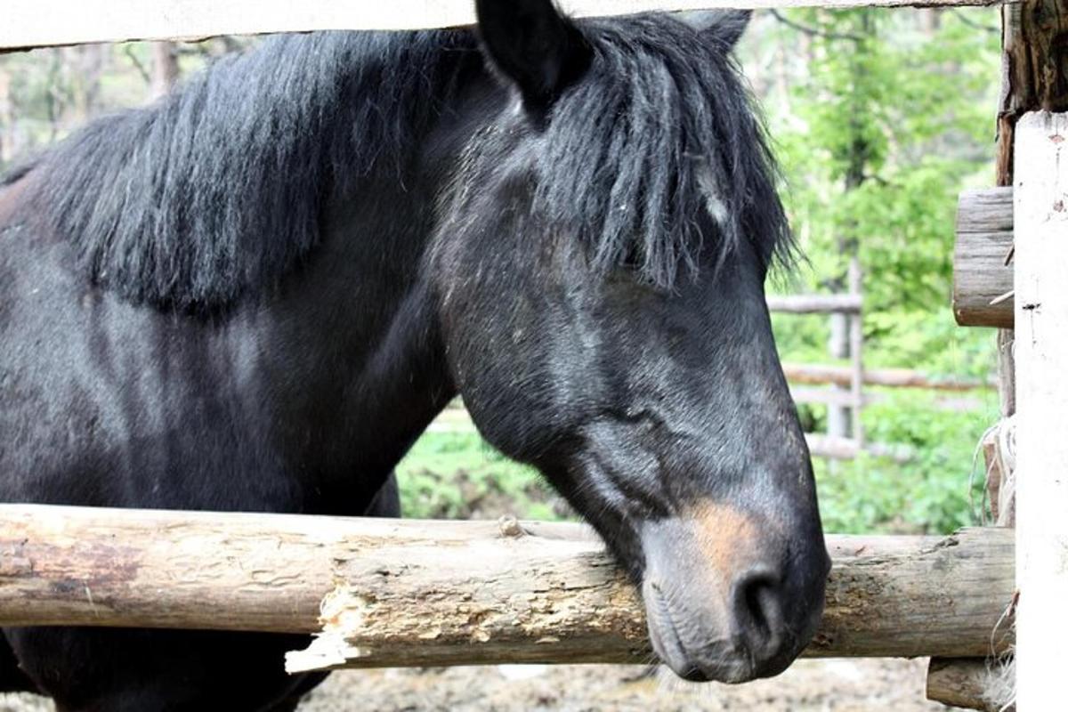 一匹黑马望着木栅栏
