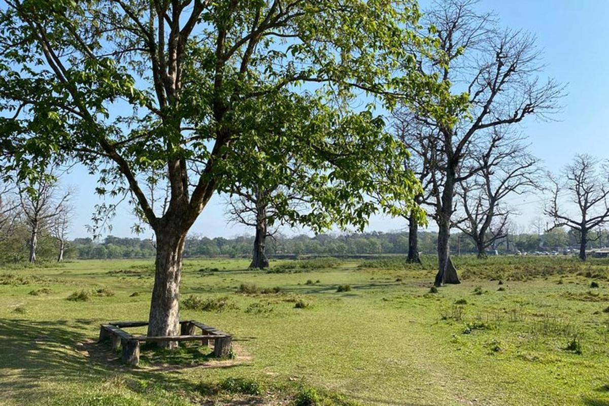 una panchina seduta sotto un albero in un campo