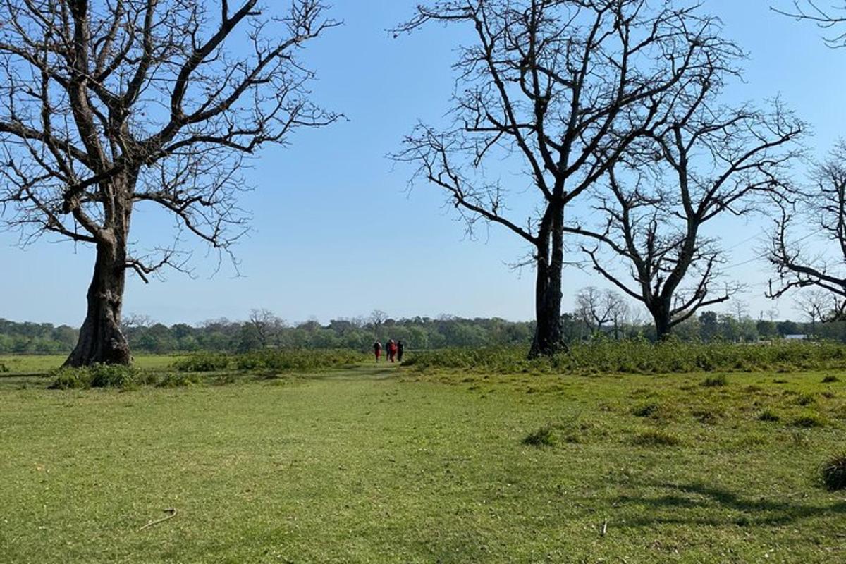 un gruppo di persone che camminano in un campo con alberi