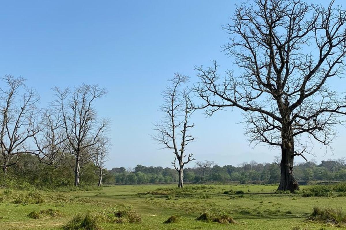 due alberi in un campo con erba verde