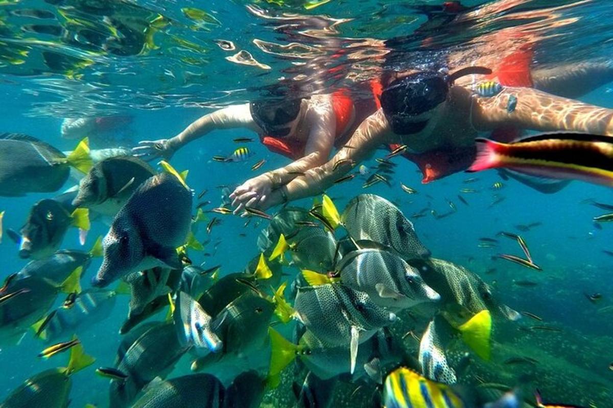 uma pessoa nadando na água com um grupo de peixes