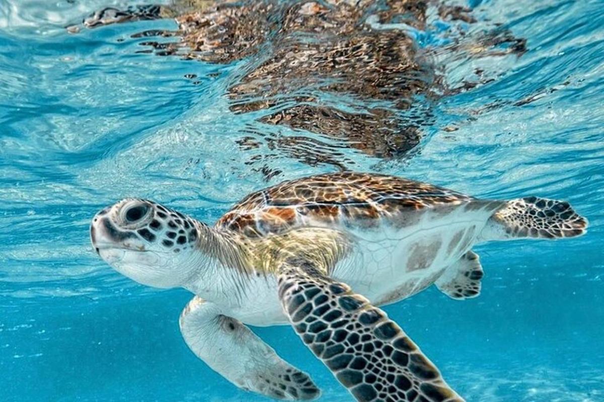 una tortuga marina verde nadando en el agua