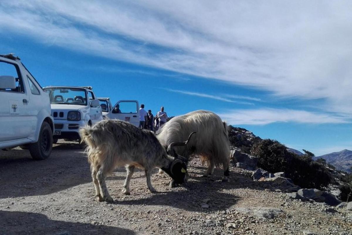 dua ekor kambing meragut di tepi gunung