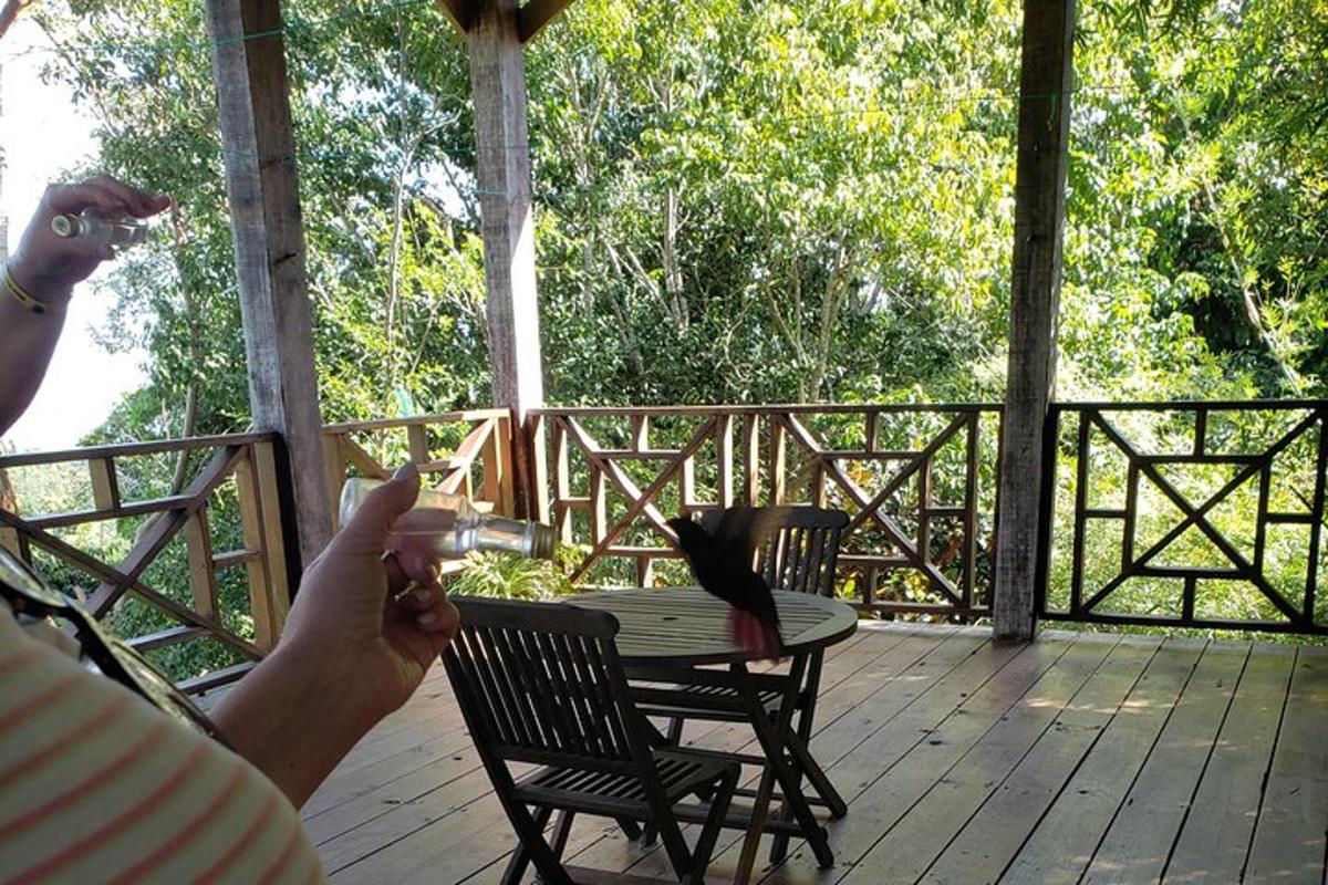 seseorang memberi makan burung di atas geladak kayu